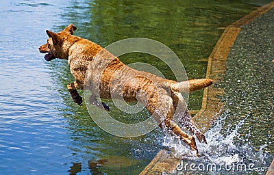 Dog Jumping into Water