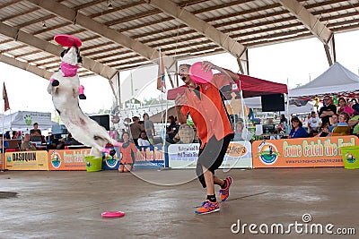 Dog Jumps High To Catch Frisbee In Canine Show