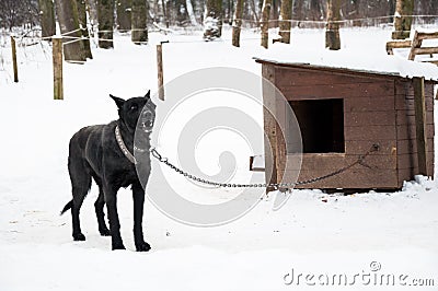 Dog on kennel chain