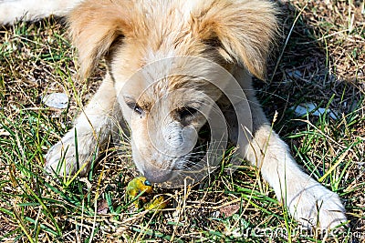 A dog kissing with a worm