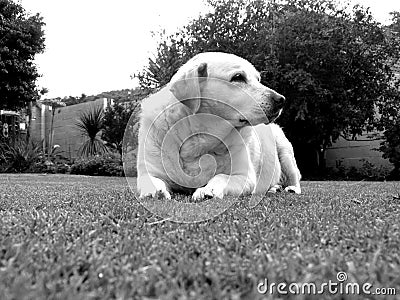 Dog labrador power strong happy black and white
