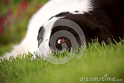 Dog on lawn