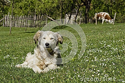 Dog Laying in Grass in Countryside