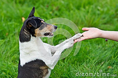 Dog is laying his paw on human hand