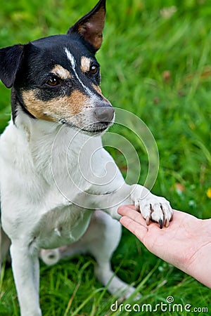 Dog is laying his paw on human hand