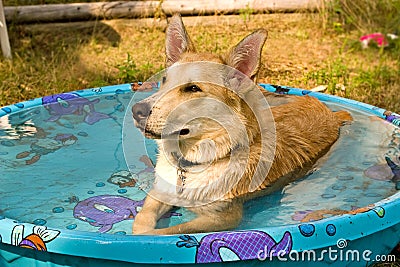 Dog laying in swimming pool