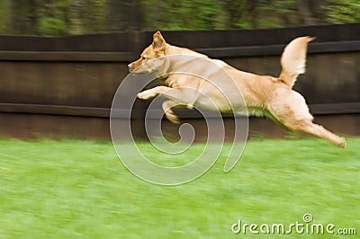 Dog leaping