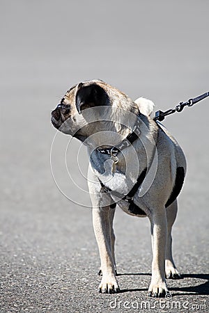 Dog on a leash