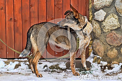 Dog on a leash