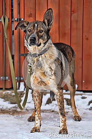 Dog on a leash