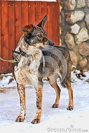 Dog on a leash