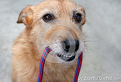 Dog with a leash in her mouth
