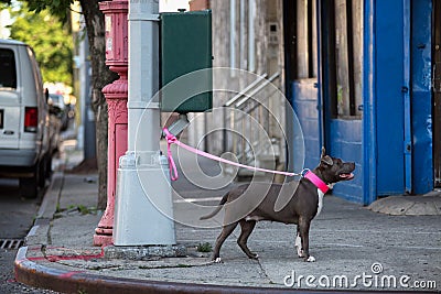 Dog on a leash tied to a street lamp.