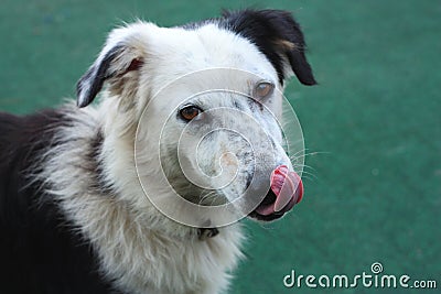 Dog licking its nose