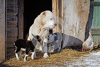 Dog looking after goat babies. Farm.