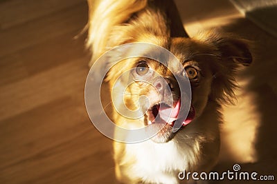 Dog looking at hand with treat