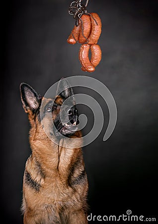 The dog looks at sausage
