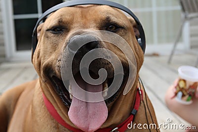 Dog loving music