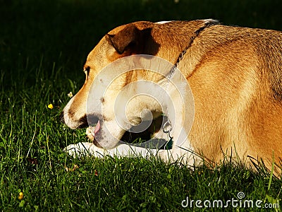 Dog in the meadow with chew bone (10)