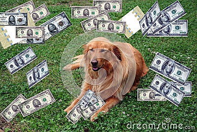 Dog With Money