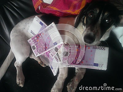 Dog and money