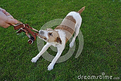 Dog Obedience School Stock Images - Image: 8765694