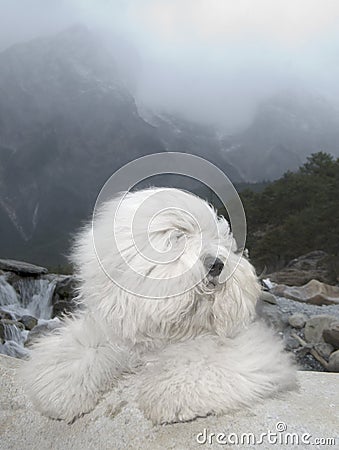 Dog Old English Sheepdog