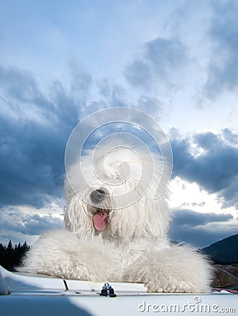 Dog Old English Sheepdog