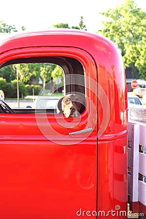 Dog in an old truck