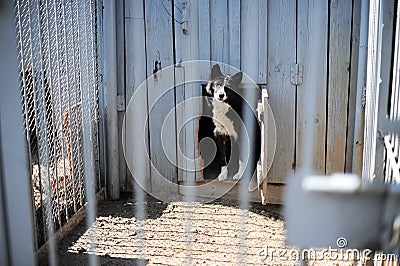 Dog in the open-air cage