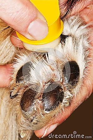 Dog paw