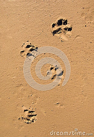 Dog paw print in the beach sand