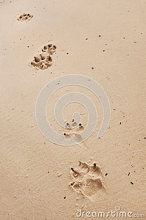 Dog Paw Prints