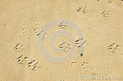 Dog paws prints in the sand