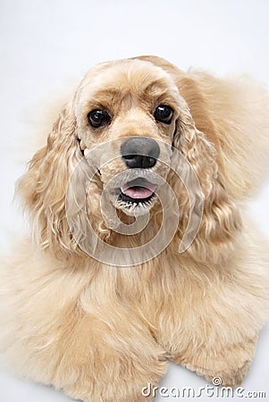 cooker dogs pet american cooker spaniel stock image image 7675691 cooker dogs pet american cooker spaniel stock image image 7675691