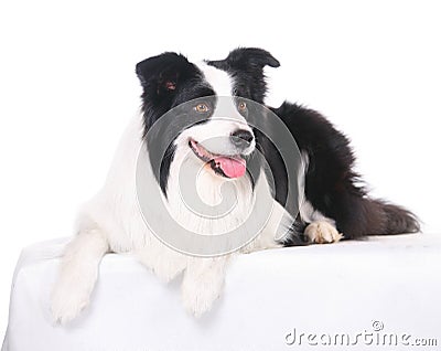dog Border Collie White background bend over head Positivee Smile. dog Border Collie White background bend over head Positivee Smile.