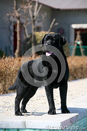 Dog pet Labrador Retriever