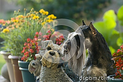 Dog pet Mini Schnauzer garden