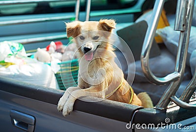 Dog Pickup Stand Truck