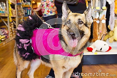 Dog in Pink & Black Ballerina Costume