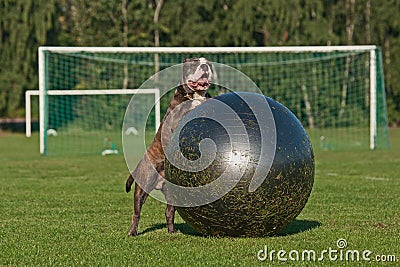 Dog play with ball