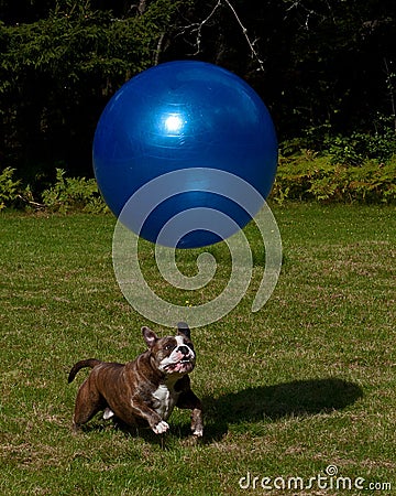 Dog play with a big blue ball
