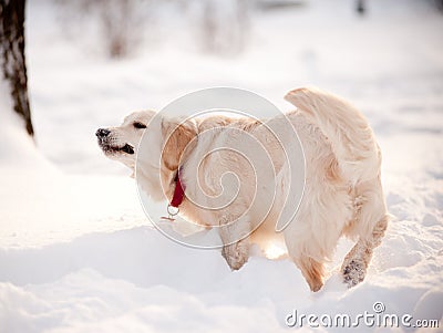 Dog plays in winter
