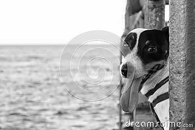 Dog portrait in black @ White with space on the left
