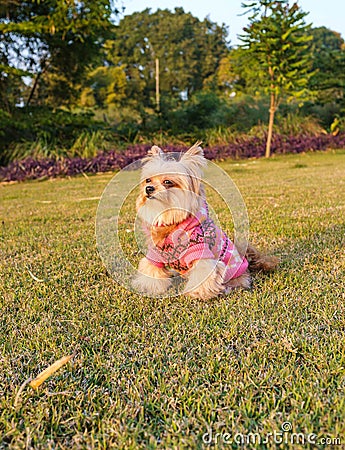 Dog Posing in the Garden