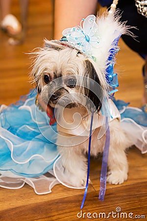 Dog in Princess Costume