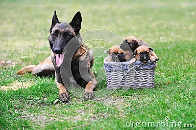 Dog with puppies