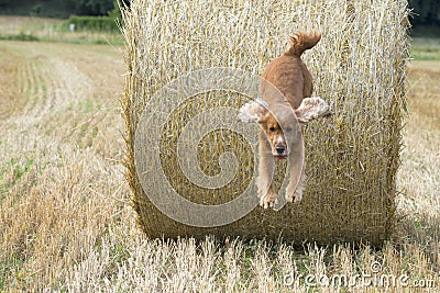 Dog puppy cocker spaniel jumping hay