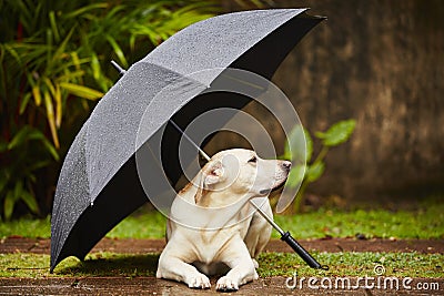 Dog in rain