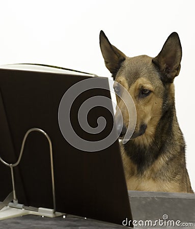 Dog reading a book